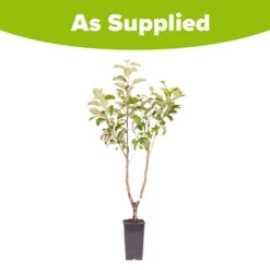 Duo Fruit Tree Apple 'Elstar' And 'Golden Delicious' -Garden Plants Sales 300147 4