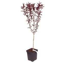 Red Leaf Peach 'Rubira' -Garden Plants Sales 300155 3