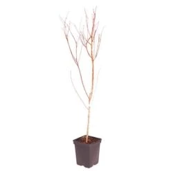 Red Leaf Peach 'Rubira' -Garden Plants Sales 300155 4