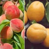Duo Fruit Tree Peach And Apricot -Garden Plants Sales 300165