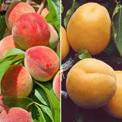 Garden Plants Sales 30 Duo Fruit Tree Peach And Apricot