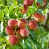 Peach Prunus Persica 'Suncrest' 1 Peach Prunus Persica 'Suncrest' -Garden Plants Sales 300209