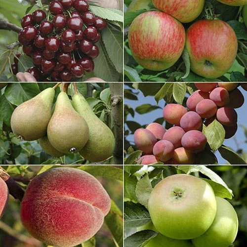 Mini Orchard Tree Collection 3 Mini Orchard Tree Collection