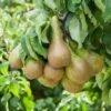Pear 'Little Conference' GYO Fruit Tree -Garden Plants Sales 300223