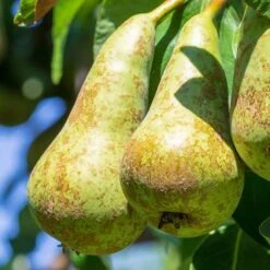 Pear 'Little Conference' GYO Fruit Tree 6 Pear 'Little Conference' GYO Fruit Tree -Garden Plants Sales 300223 1