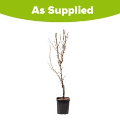 Pear 'Little Conference' GYO Fruit Tree 7 Pear 'Little Conference' GYO Fruit Tree -Garden Plants Sales 300223 2