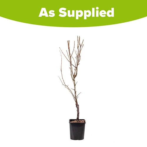 Pear 'Little Conference' GYO Fruit Tree 5 Pear 'Little Conference' GYO Fruit Tree - Image 3