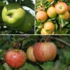 Trio Fruit Apple Tree -Garden Plants Sales 300226