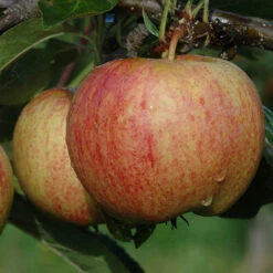 Trio Fruit Apple Tree -Garden Plants Sales 300226 2