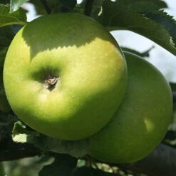 Trio Fruit Apple Tree -Garden Plants Sales 300226 3