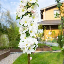 Cherry 'Queen Mary' Columnar -Garden Plants Sales 300257 2