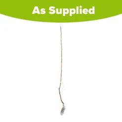 Cherry 'Queen Mary' Columnar -Garden Plants Sales 300257 3