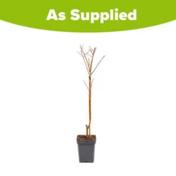 Apricot 'Dwarf Patio' 7 Apricot 'Dwarf Patio' -Garden Plants Sales 300263 2