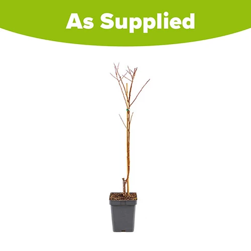 Apricot 'Dwarf Patio' 5 Apricot 'Dwarf Patio' - Image 3