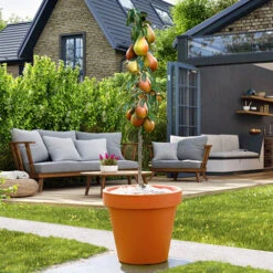 Columnar Fruit Tree Collection 18 Columnar Fruit Tree Collection -Garden Plants Sales 300271 7