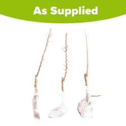 Columnar Fruit Tree Collection 19 Columnar Fruit Tree Collection -Garden Plants Sales 300271 8