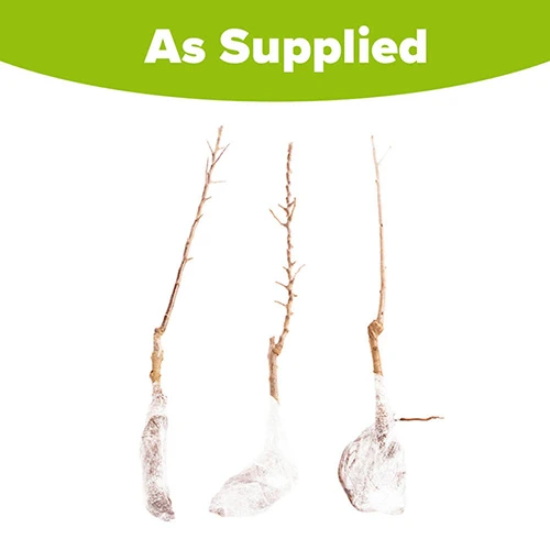 Columnar Fruit Tree Collection 11 Columnar Fruit Tree Collection - Image 9