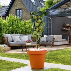Garden Plants Sales 19 Apple Bolero Columnar
