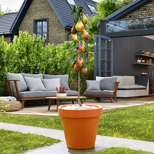 Pear 'Decora' Columnar 3 Pear 'Decora' Columnar