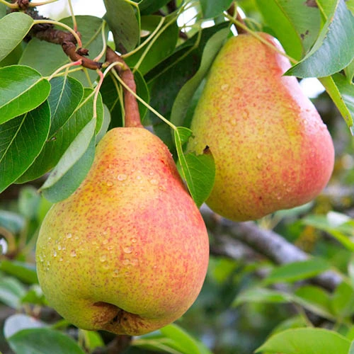 Pear 'Decora' Columnar 4 Pear 'Decora' Columnar - Image 2