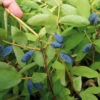 Honeyberry -Garden Plants Sales 310034