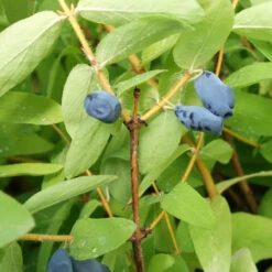 Honeyberry -Garden Plants Sales 310034 2