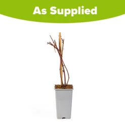 Tayberry -Garden Plants Sales 310062 2