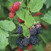 Thornless Blackberry -Garden Plants Sales 310077