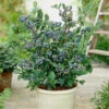 Blueberry Collection With Decorative Pots -Garden Plants Sales 310082