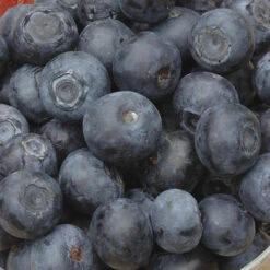 Blueberry Collection With Decorative Pots -Garden Plants Sales 310082 2