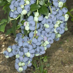 Blueberry Collection With Decorative Pots -Garden Plants Sales 310082 3