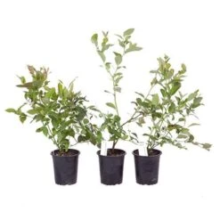 Blueberry Collection With Decorative Pots -Garden Plants Sales 310082 6