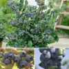The Complete Blueberry Growing Kit -Garden Plants Sales 310083