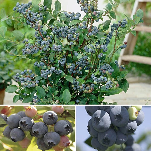 The Complete Blueberry Growing Kit 3 The Complete Blueberry Growing Kit