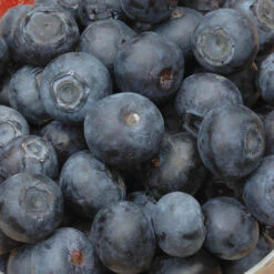 The Complete Blueberry Growing Kit 13 The Complete Blueberry Growing Kit -Garden Plants Sales 310083 3