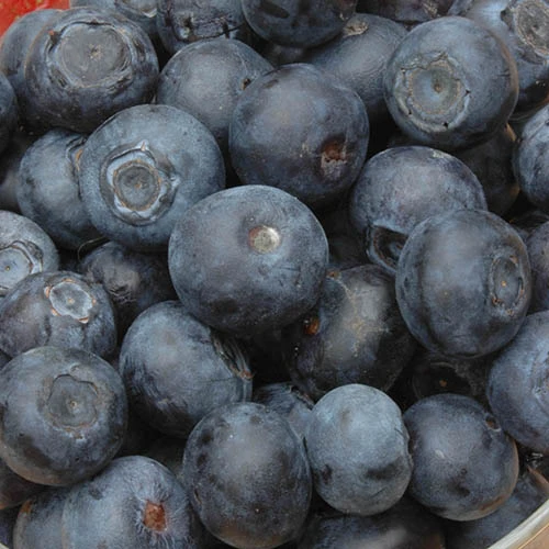 The Complete Blueberry Growing Kit 6 The Complete Blueberry Growing Kit - Image 4