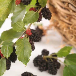 Morus Rotundiloba 'Mojoberry' Dwarf Mulberry -Garden Plants Sales 310092 2