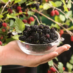 Morus Rotundiloba 'Mojoberry' Dwarf Mulberry -Garden Plants Sales 310092 3