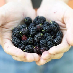 Morus Rotundiloba 'Mojoberry' Dwarf Mulberry -Garden Plants Sales 310092 4