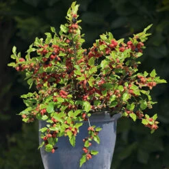 Morus Rotundiloba 'Mojoberry' Dwarf Mulberry -Garden Plants Sales 310092 5