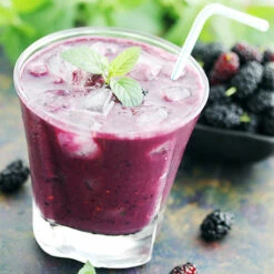 Morus Rotundiloba 'Mojoberry' Dwarf Mulberry -Garden Plants Sales 310092 6