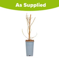 Morus Rotundiloba 'Mojoberry' Dwarf Mulberry -Garden Plants Sales 310092 8