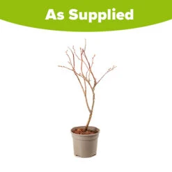 Blueberry Vaccinium (early Season) -Garden Plants Sales 310120 2