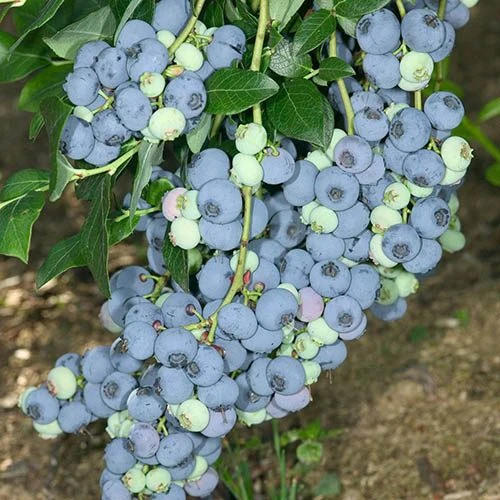 Complete Blueberry Vaccinium Kit 5 Complete Blueberry Vaccinium Kit - Image 3