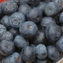 Complete Blueberry Vaccinium Kit 14 Complete Blueberry Vaccinium Kit -Garden Plants Sales 310123 4