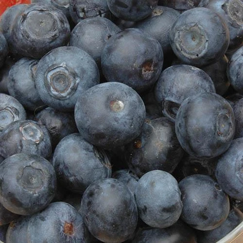 Complete Blueberry Vaccinium Kit 7 Complete Blueberry Vaccinium Kit - Image 5