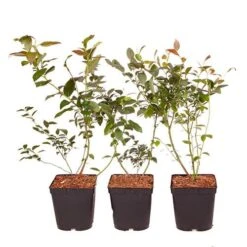 Complete Blueberry Vaccinium Kit 15 Complete Blueberry Vaccinium Kit -Garden Plants Sales 310123 5