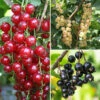 Currant 'Summer Pearls' Collection -Garden Plants Sales 310170