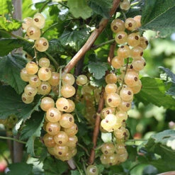 Currant 'Summer Pearls' Collection -Garden Plants Sales 310170 2