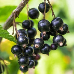 Currant 'Summer Pearls' Collection -Garden Plants Sales 310170 3